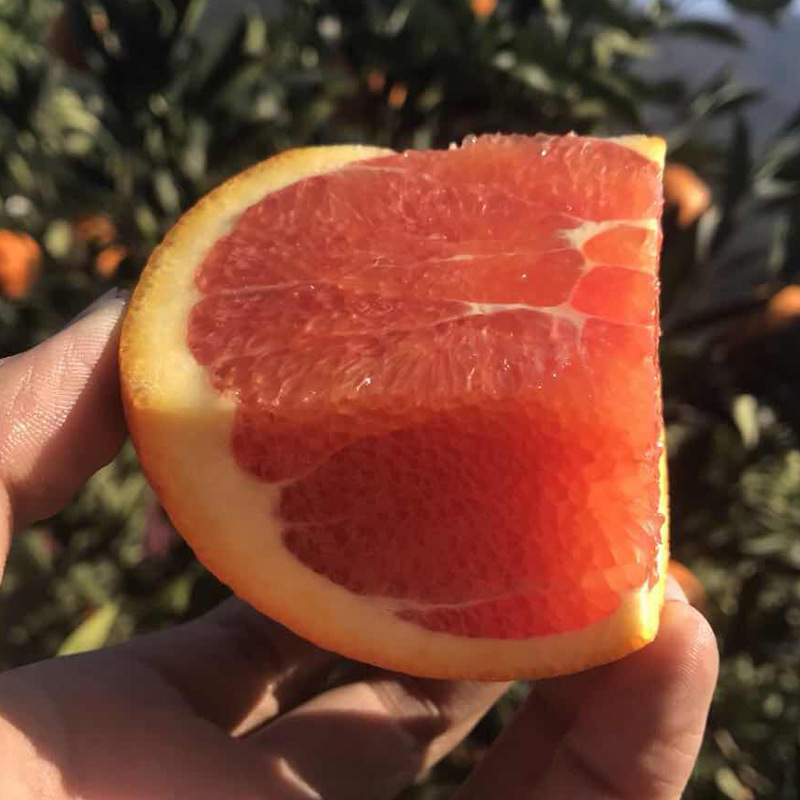 Hubei Zigui China Red Blood Orange Red meat Navel Blood Orange 10 5 pounds 3 pounds Large fresh Orange fruit