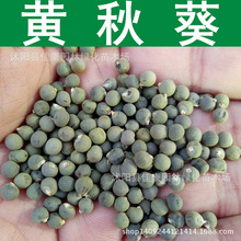 黃秋葵種子 羊角菜 黃葵種子 洋茄 黃秋葵籽 1件=1斤