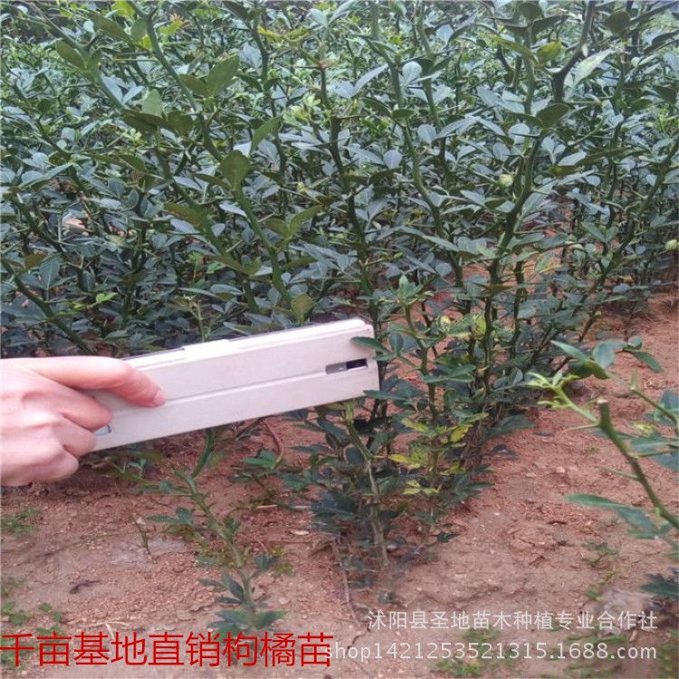 Barbed Sapling Poncirin Fry Citrus aurantium Iron fence grafting Orange Grapefruit Orange Fruit tree