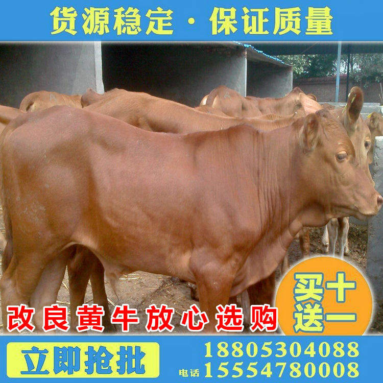 2018鲁西黄牛肉牛价格 黄牛牛犊多少钱一头 北京哪里有养牛场