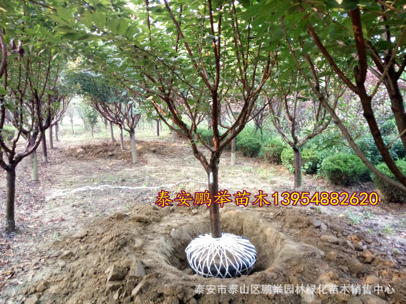 IMG20160908074249
