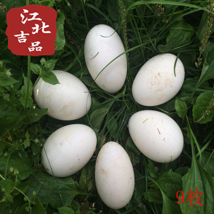 Soil goose Farm Stocking Goose grass 9 batches TaoBao On behalf of Special wholesale