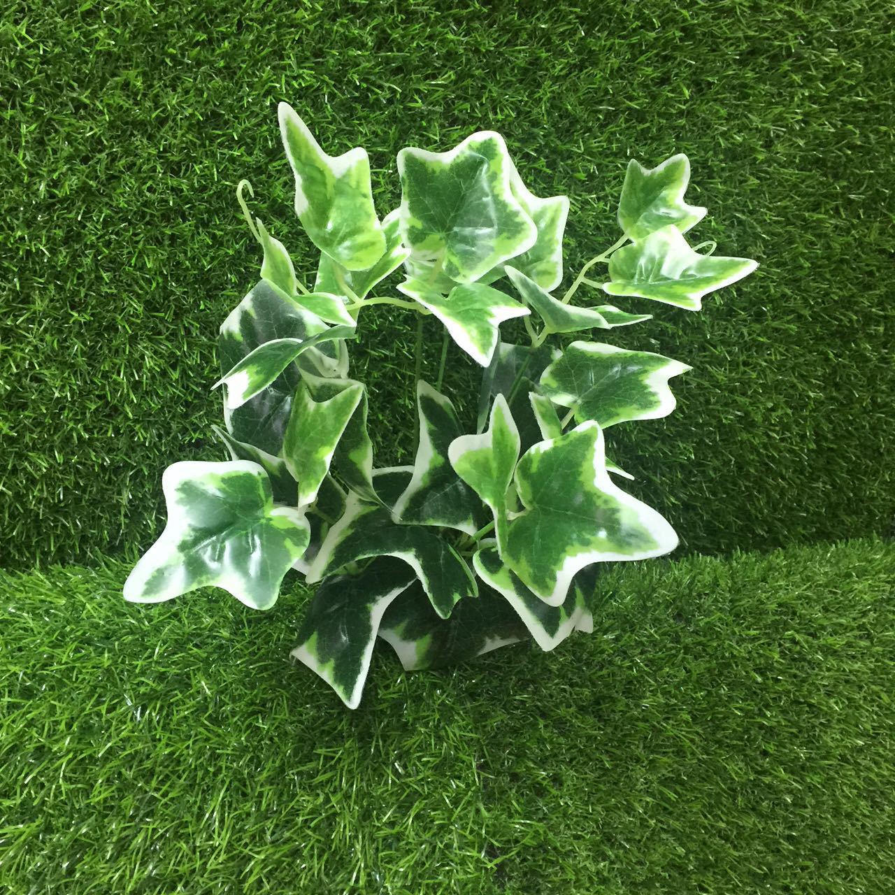 7叉胶小树白地瓜