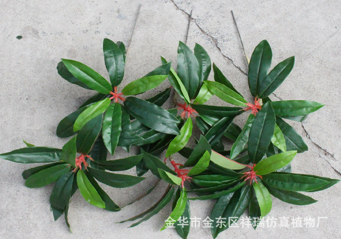 XRB-159单枝胶让木叶28叶2