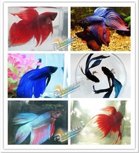 泰国斗鱼活体 马尾斗鱼 水族箱热带观赏鱼批发