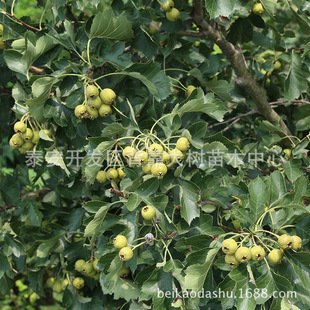 �������ɽ��� ̩��������ɽ���0.8���ּ޽�ɽ高���