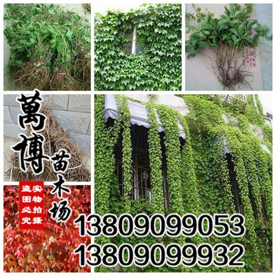 wholesale Climbing Botany Ivy Ivy seedlings courtyard Potted flowers suit North and South plant
