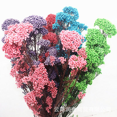 永生小米花永生花保鲜花家居装饰花束插花情人节礼物配材厂家批发|ms