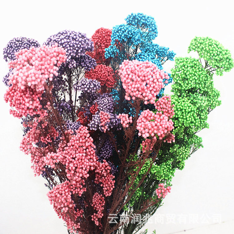 永生小米花永生花保鲜花家居装饰花束插花情人节礼物配材厂家批发|ms