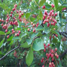 �������l��ϵ���׳ɻ��t�ۻ�������һ���ִ����󃞻ݴ�t�ۻ���