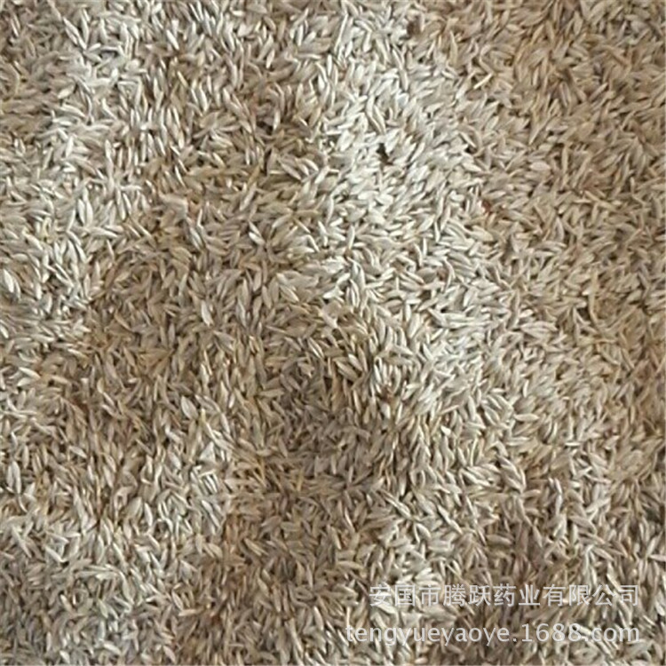 White Lettuce Seed Bai Ju Sheng Dried Lettuce Seeds Traditional TCM Herb Bulk Supply specifications