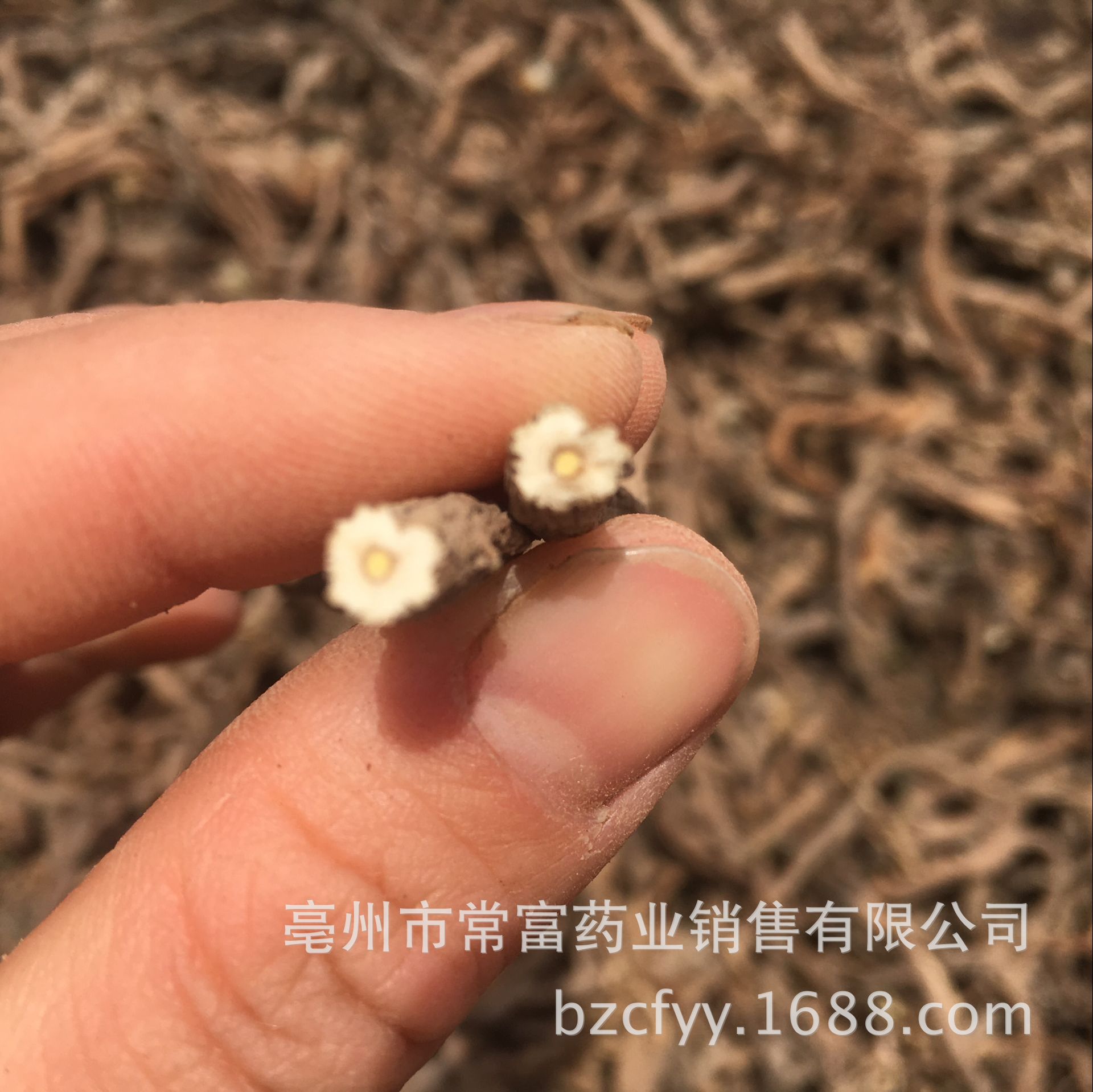 Dandelion Root Tea Pu Gong Ying Gen Washed Dried Roots for Herbal Infusions and Decoctions 500g specifications