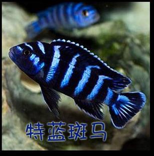 ���������~ ̨ϵ�R�����w �����{���R �җ�� �Ꭷ�^�p�~ ��ˮ�~