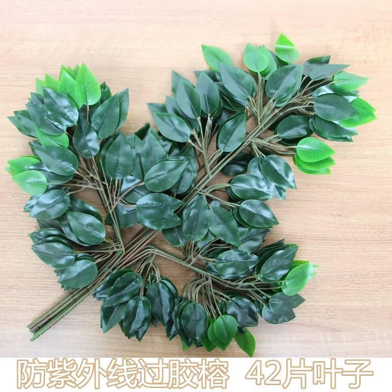 防晒胶布榕树枝