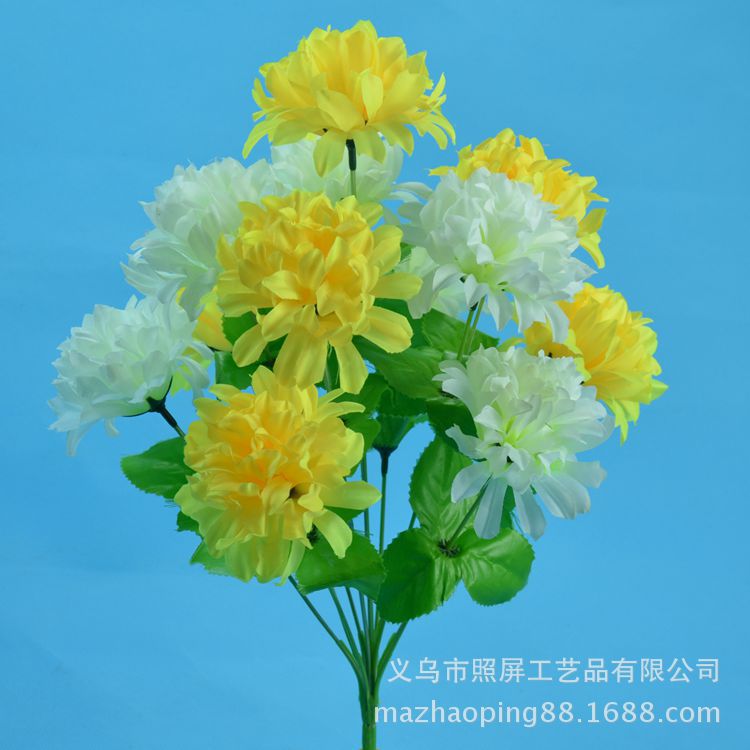 12头爪菊3