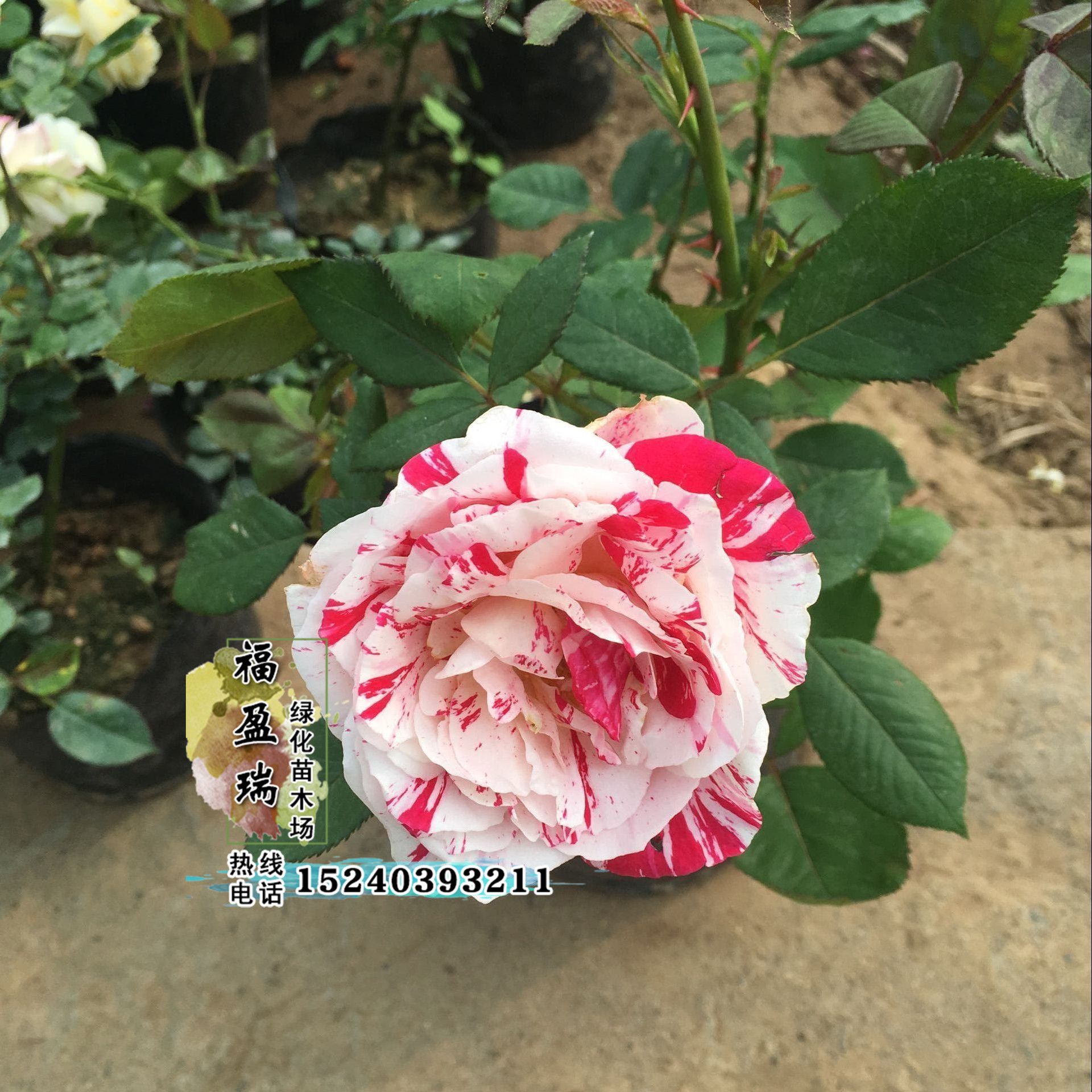 礼花月季_供应月季花 节日礼花月季 藤本植物