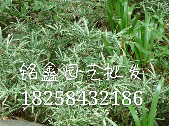 200971211444716_mh149188275891