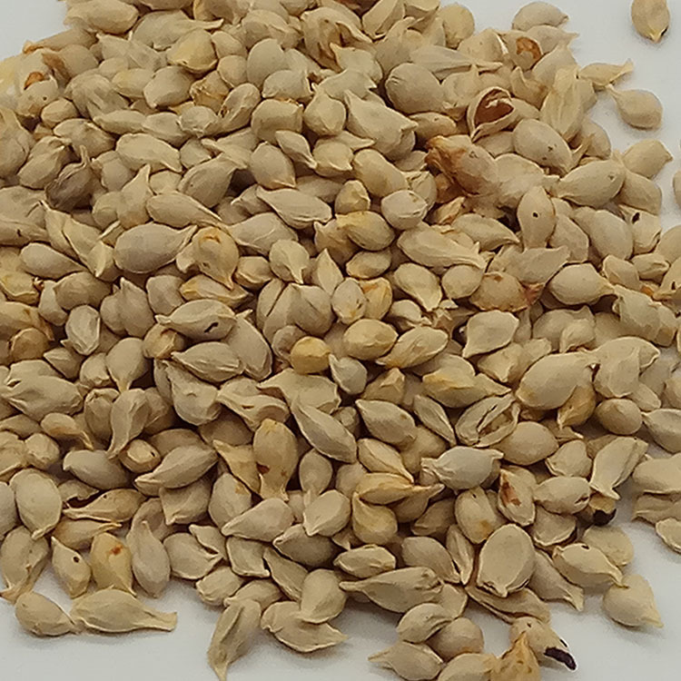 Low Temperature Baked Tangerine Seed Ju He Dried Citrus Seed for Herbal Decoction and Soup quality and texture