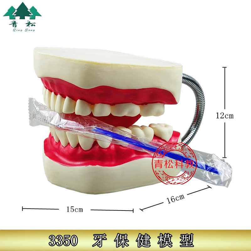 牙护理模型放大6倍 大号牙齿清洁教学模具刷牙口腔护理牙模型