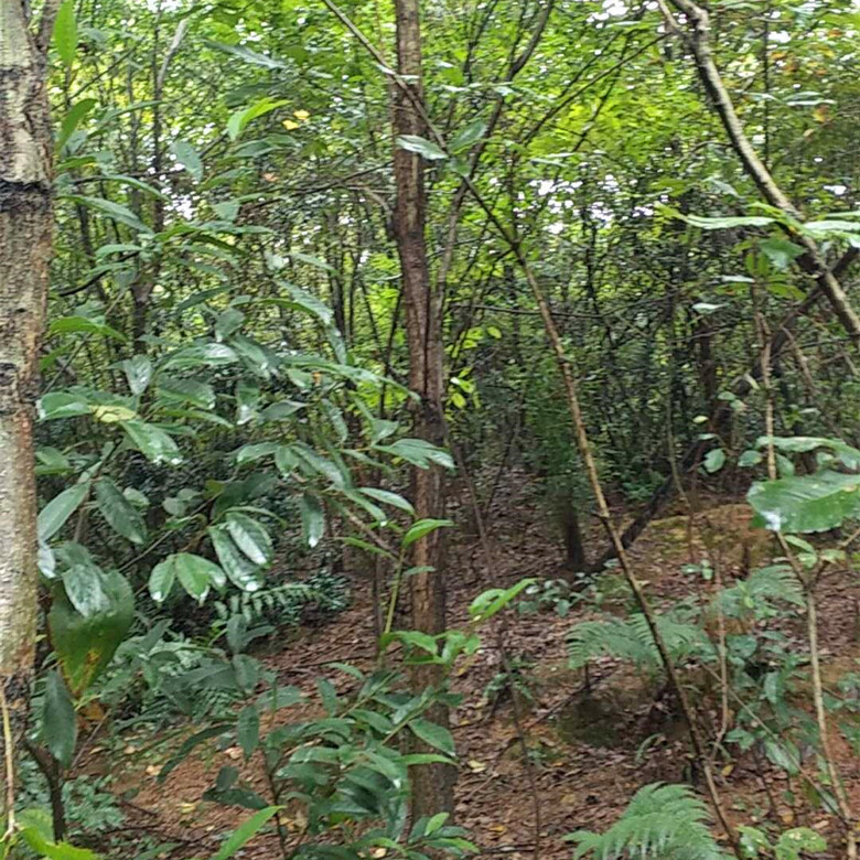 麻栎树苗,麻栎树,麻栎树皮(第2页)_大山谷图库