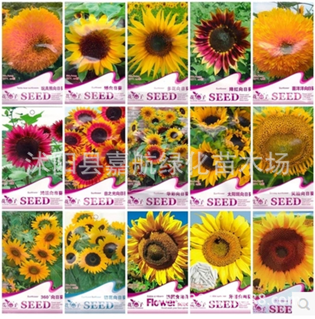 法国食用葵玩具熊鸿运向日葵多品种向日葵花仙子彩包花卉种子 价格 厂家 哪里买 我有货 B 5yoho Cn