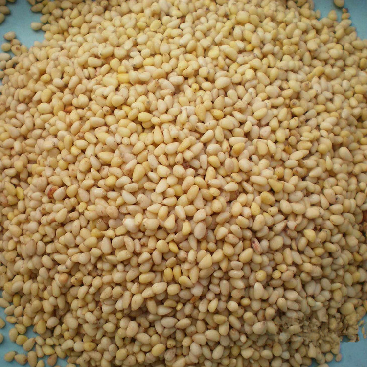 松子仁提取物 松子仁粉 可OEM代工成品 斯诺特包邮 水溶性好 陕西-食品商务网