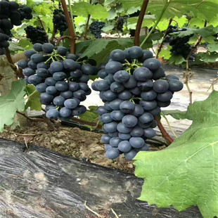 �ĺ�������r�� �������u�޽������� ����o��������Ʒ�N