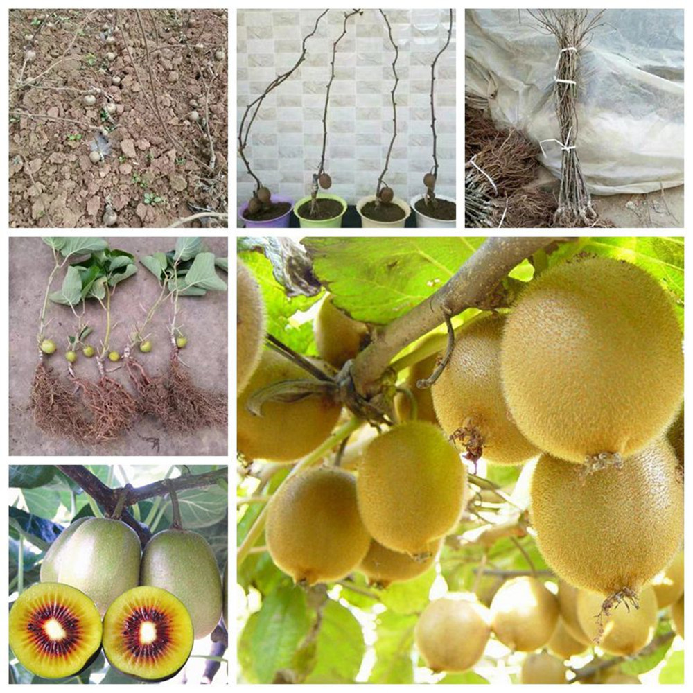 批发 果树苗 猕猴桃树苗 猕猴桃嫁接苗 红心黄心猕猴桃 包结果|ru