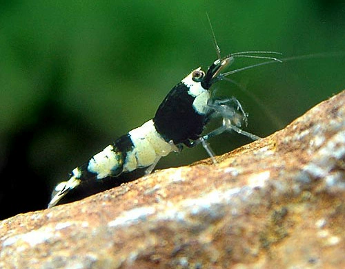 Креветка Черный Кристалл Черный Кинг-Конг Джин Креветки Pet Креветки Декоративные креветки Пресноводные креветки Живые креветки