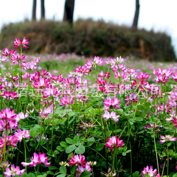Сорта зеленого навоза кормовые семена астрагал Вика виды семена сафлоровой травы виды зеленого навоза кормовые сорта меда завершают крупные выгодно