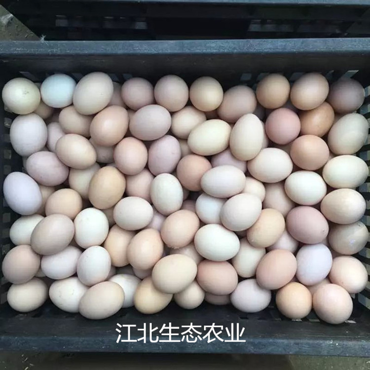 【240枚/箱】苏北农村散养土鸡蛋农家新鲜自家养柴草鸡蛋批发包邮