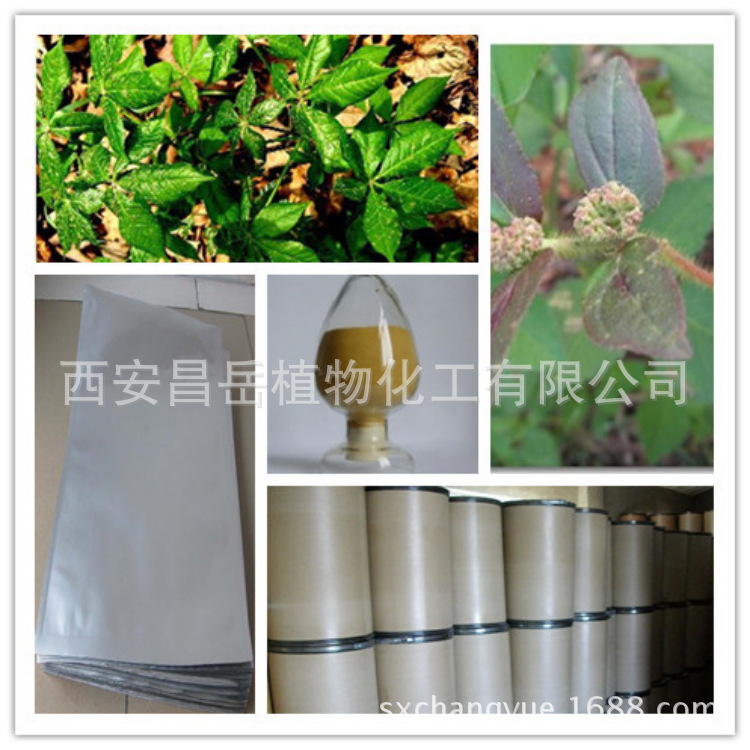 大飛揚草