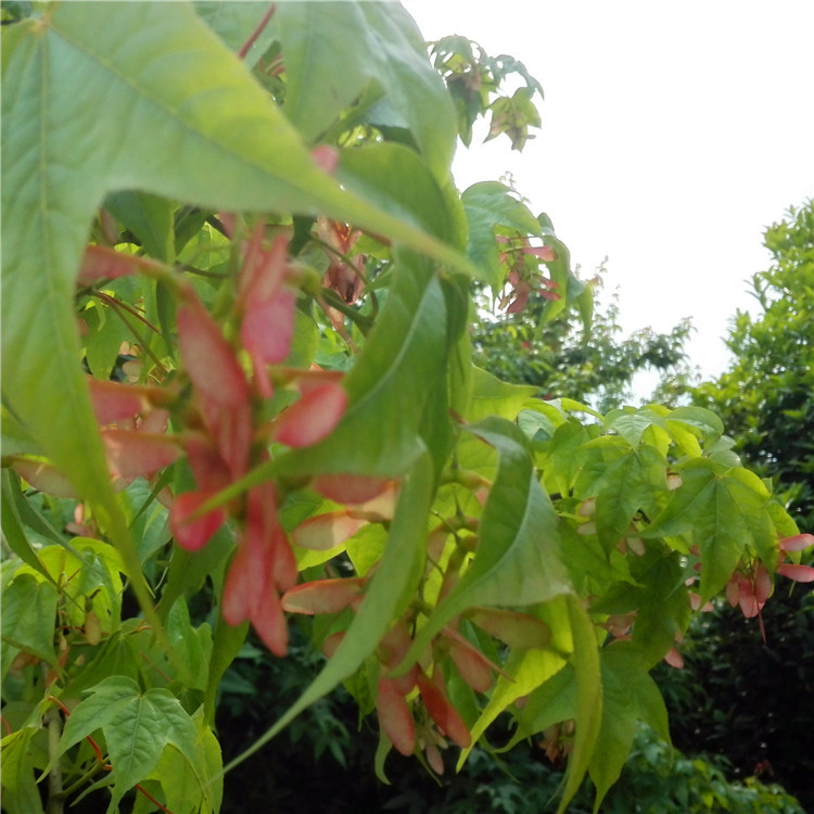 IMG_20170502_150217_副本