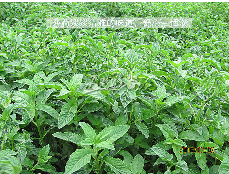 薄荷_03