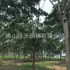 菩提榕生产基地，大量供应21-23公分菩提树，菩提榕