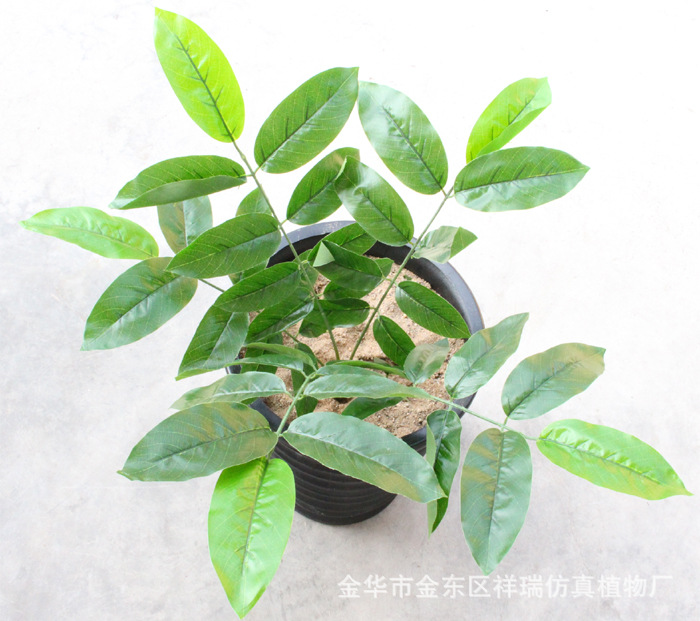 XRB-006核桃五叉枝立体1