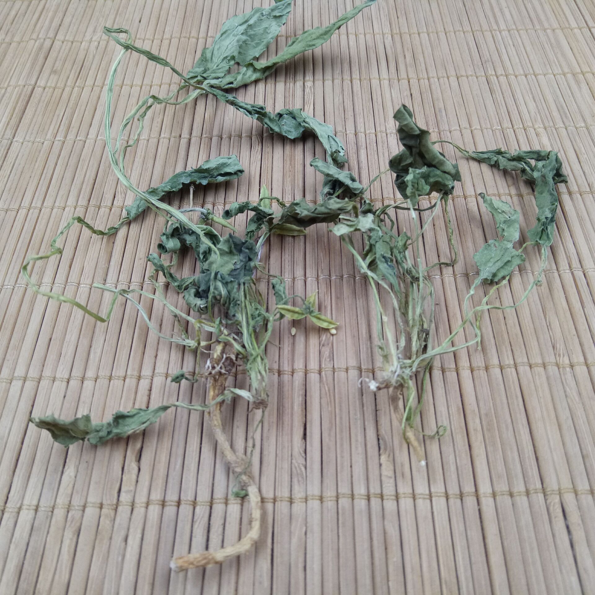 Viola Herb Zi Hua Di Ding Whole Plant Dried 500g Traditional Chinese Herbal Tea and Decoction Ingredient overview