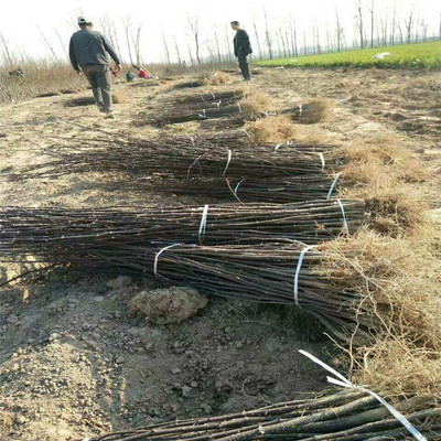 1 cm Nine Leaves Green pepper Wholesale Price high quality Hua Jiaoshu Breed pure Welcome to buy