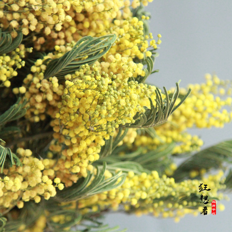 狂想者圣诞花干花森系自然干花干枝真花材装饰云南批发