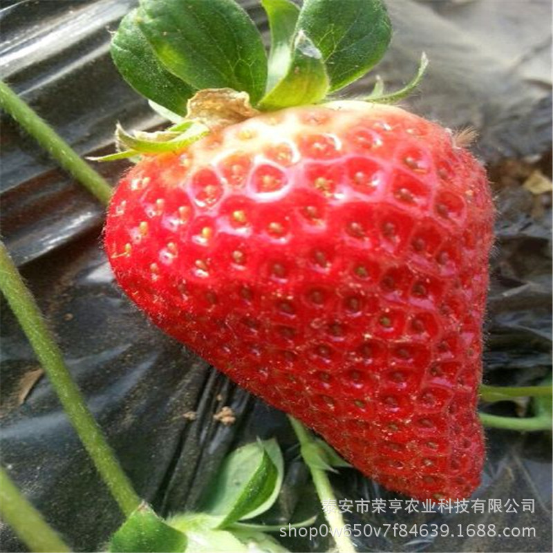 草莓苗批發 提供技術 法蘭蒂草莓苗品種 甜寶草莓苗培育基地