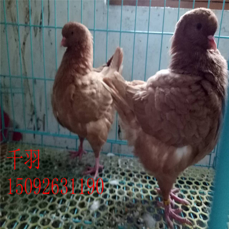 微信图片_20170926192059