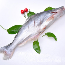 1.4-1.6斤调味开背腌制巴沙鱼 媚公鱼半成品