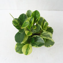 ����ֱ�N(A110)���~�����^�~ֲ��С���Ծ�Ʒ����Gֲ�k���h��