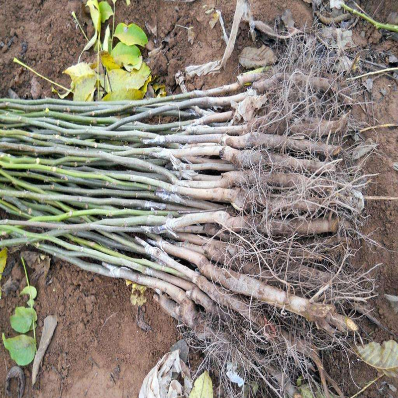 2345_image_file_copy_14_副本