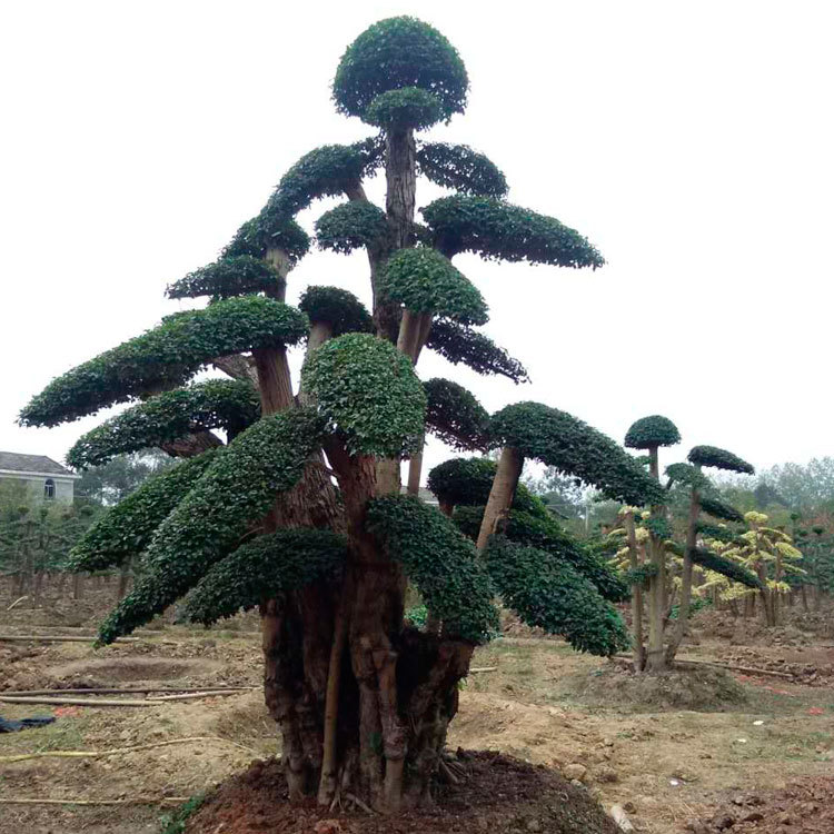 榆树桩景