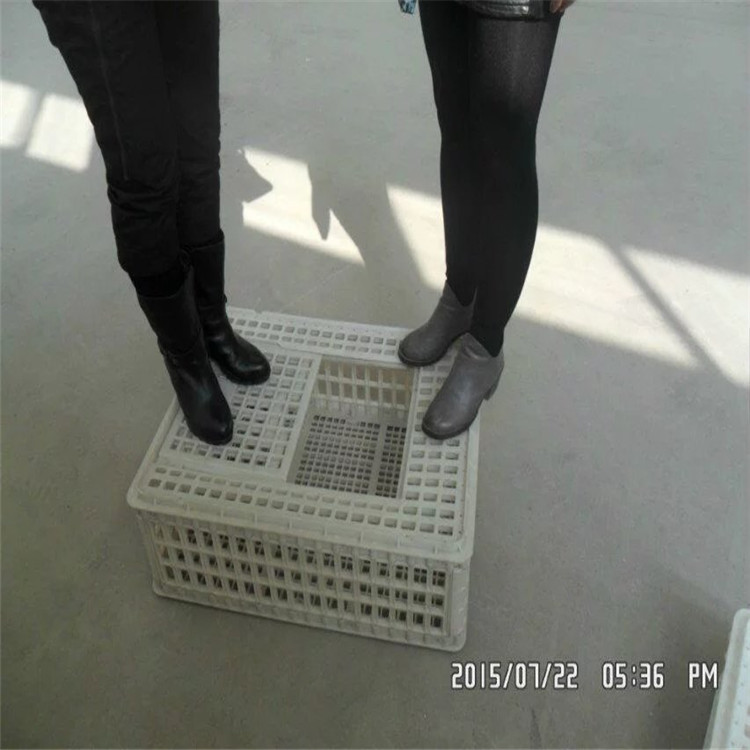 批发塑料笼，鸡笼，鸡用饮水器，鸡用周转箱价格价格