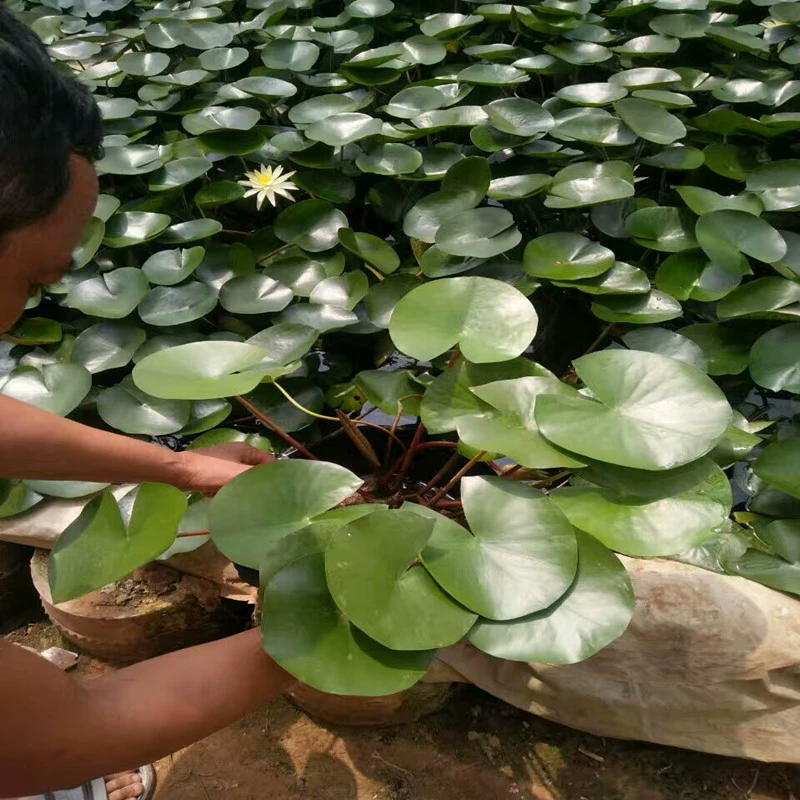 Где можно продать Водяные лилии, речные Ландшафтные растения, водяные лилии, водные растения, водяные лилии, водяные лилии, кувшинки, саженцы лотоса, оптом