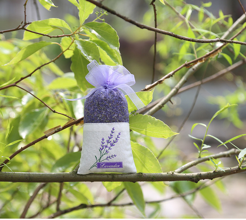 7紫花薰衣草外景