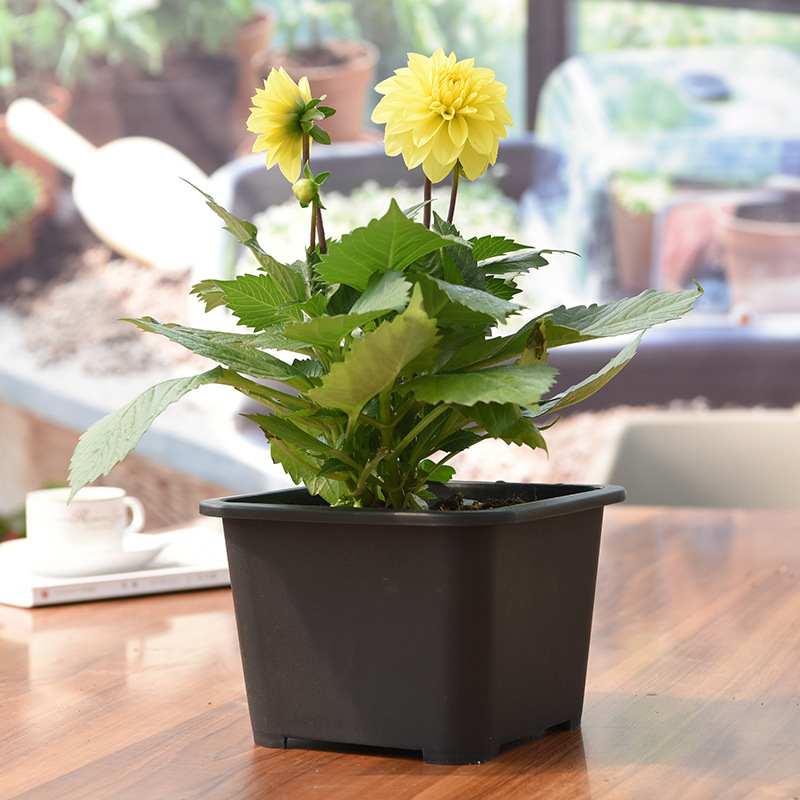 Gudao westerly plastic flowerpot factory direct GD-2063 large fleshy square pot about 80g large discount