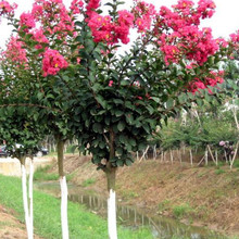 Cơ sở cây giống trực tiếp Ziwei cây giống nghệ tây Ziwei tên lửa đỏ hàng trăm cây giống đỏ bán buôn thông số kỹ thuật arbor Cây bụi Arbor